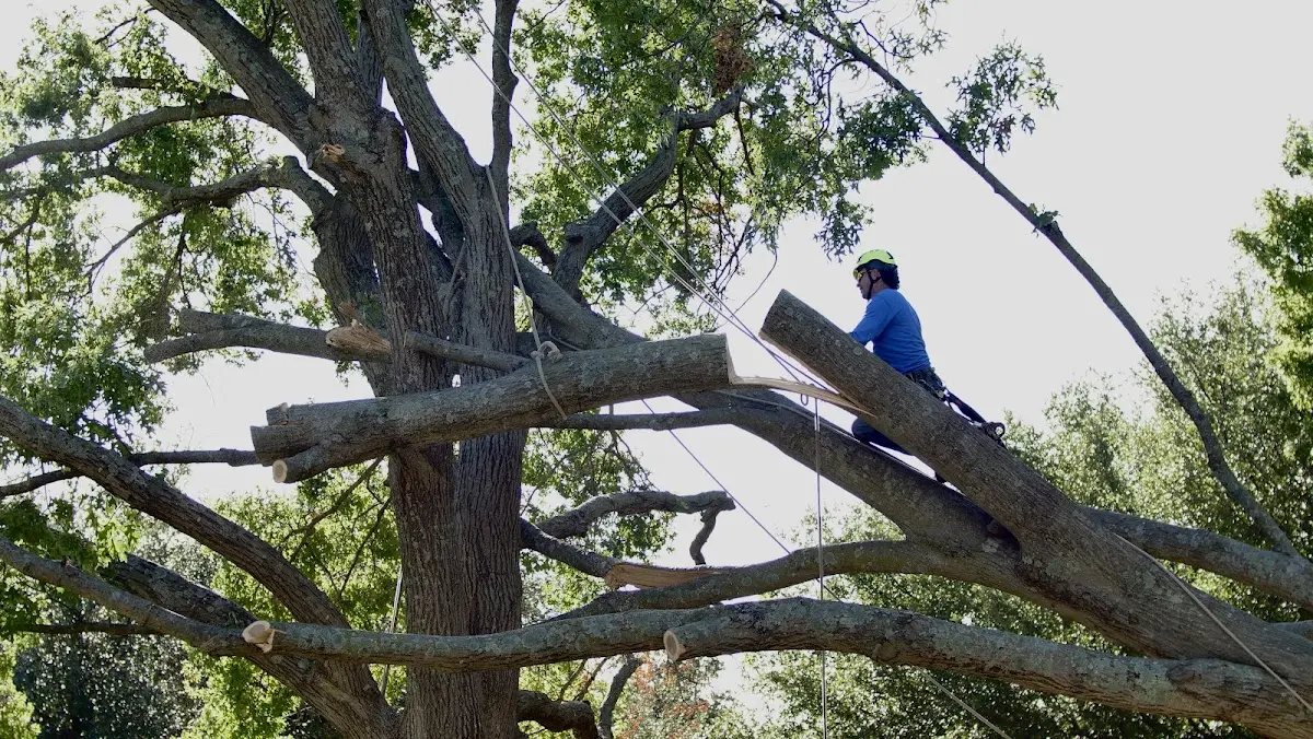 Professional Crown Thinning performed by certified arborists in Mobile